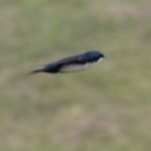 vlaštovka modrobílá - ML645622202