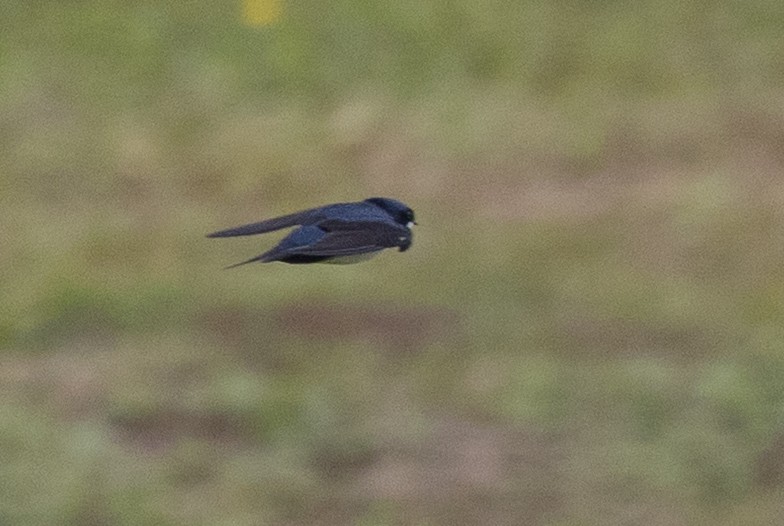 vlaštovka modrobílá - ML645622203