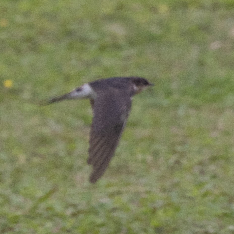 Ластівка сільська - ML645622204