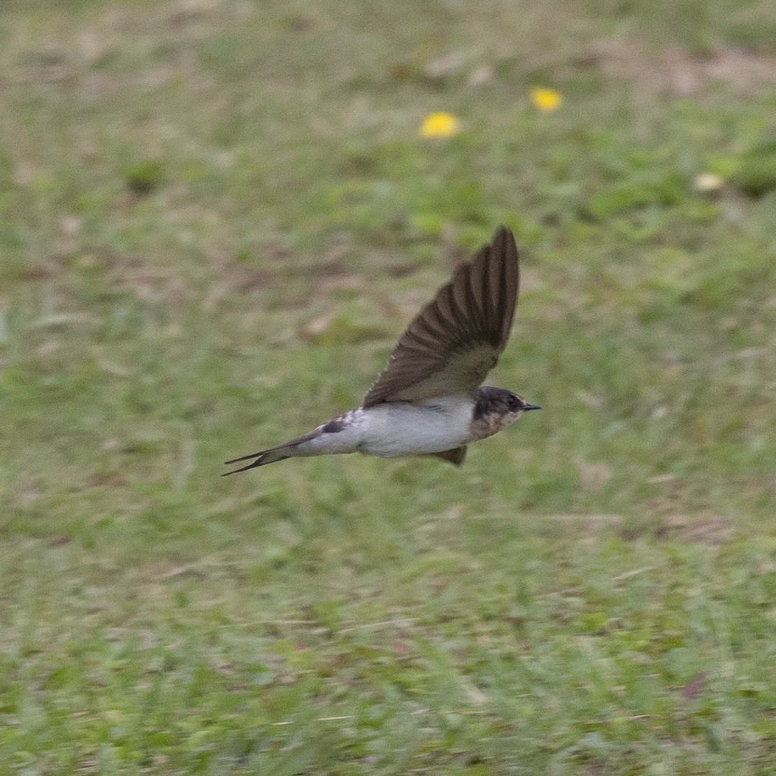 Ластівка сільська - ML645622205