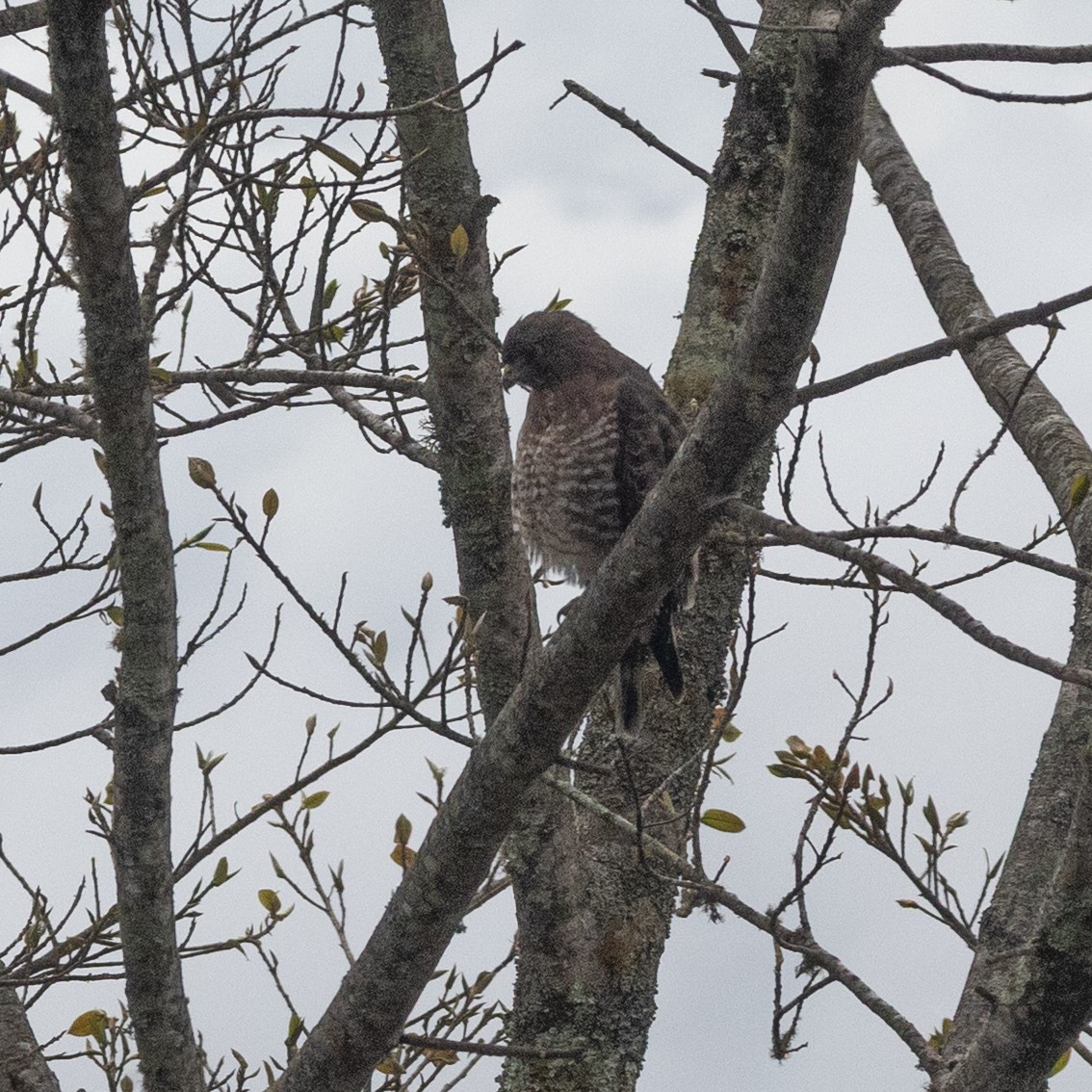 Канюк ширококрилий - ML645622206