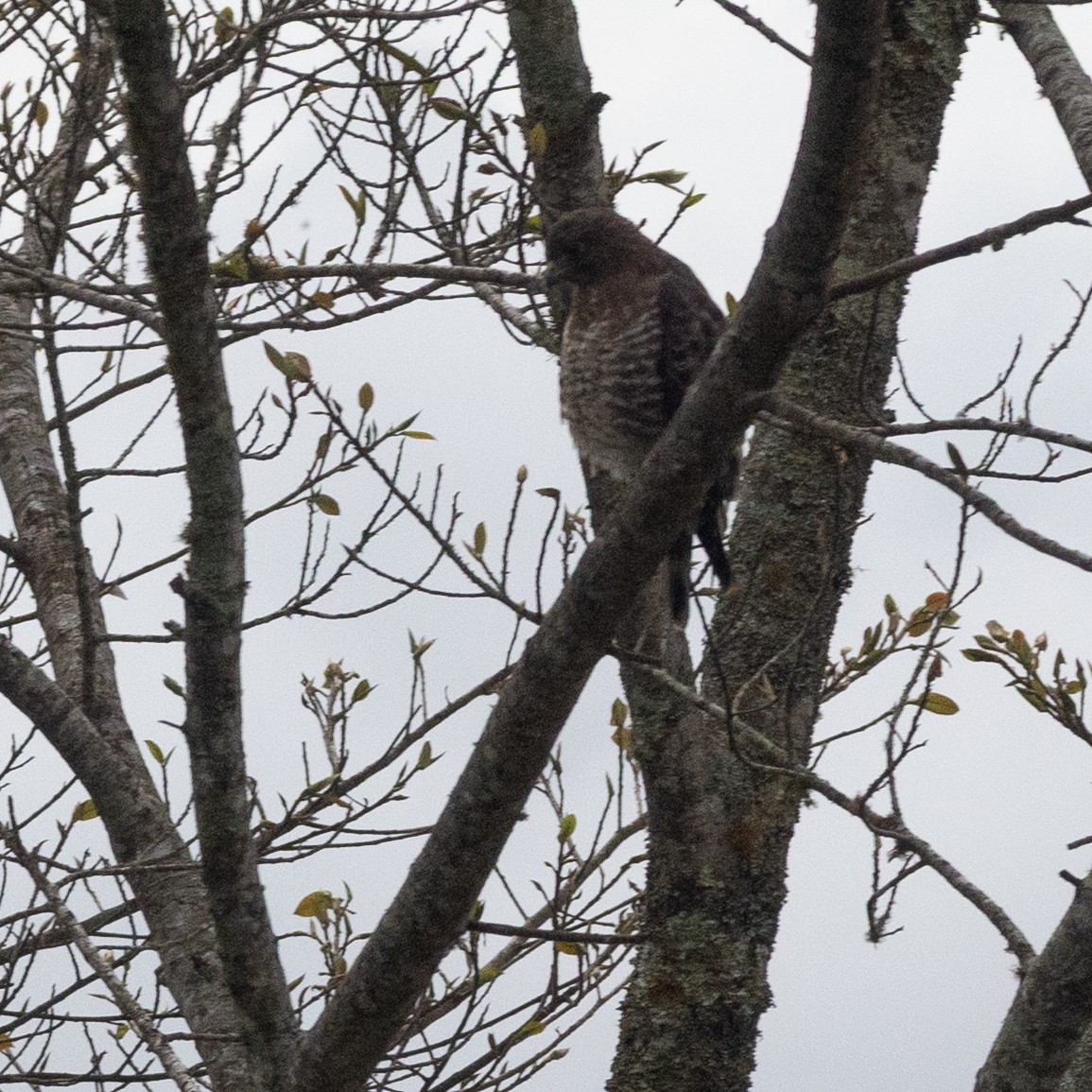 Канюк ширококрилий - ML645622207