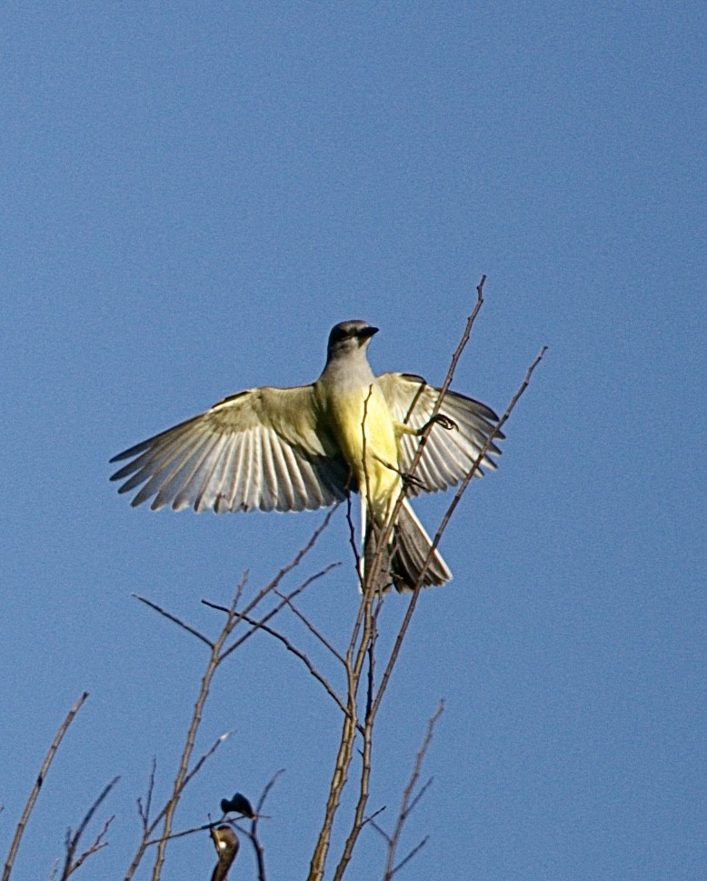 Western Kingbird - ML645622208