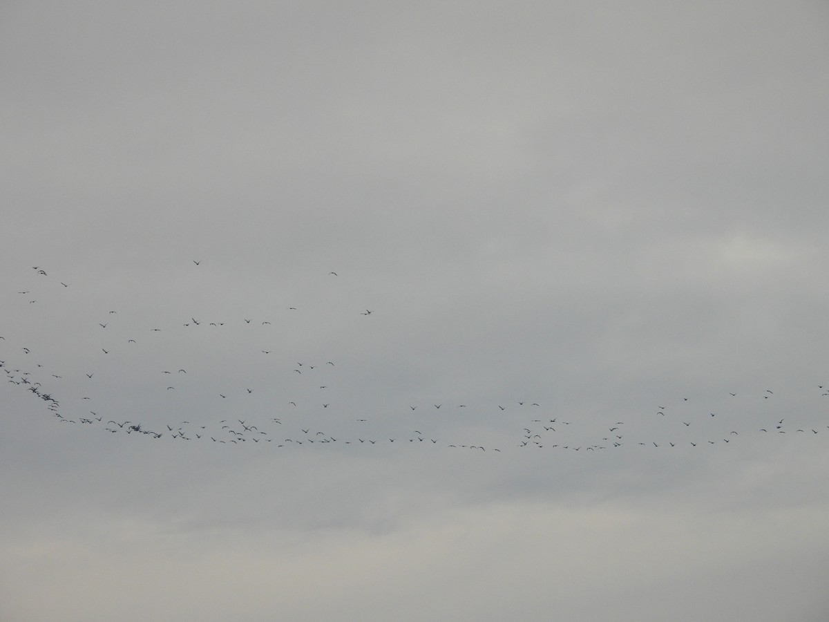 Larinae sp. - ML645622211