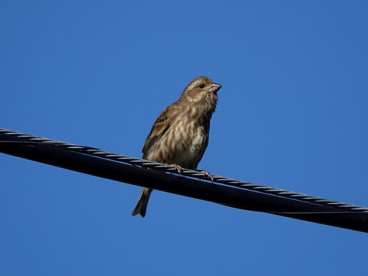 Purple Finch - ML645622220