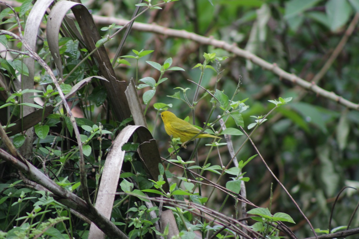 lesňáček zlatotemenný - ML645622232