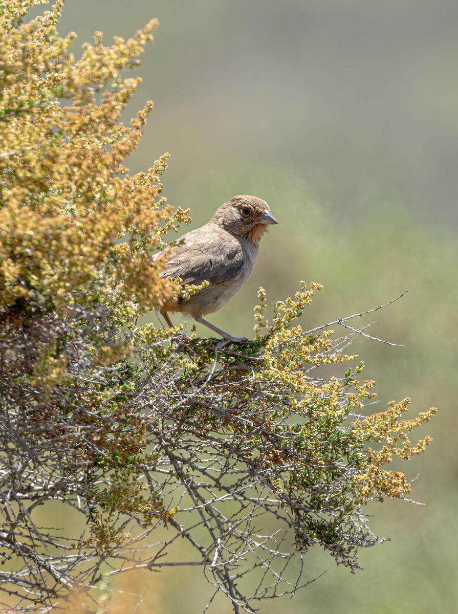 Toquí Californiano - ML645622235
