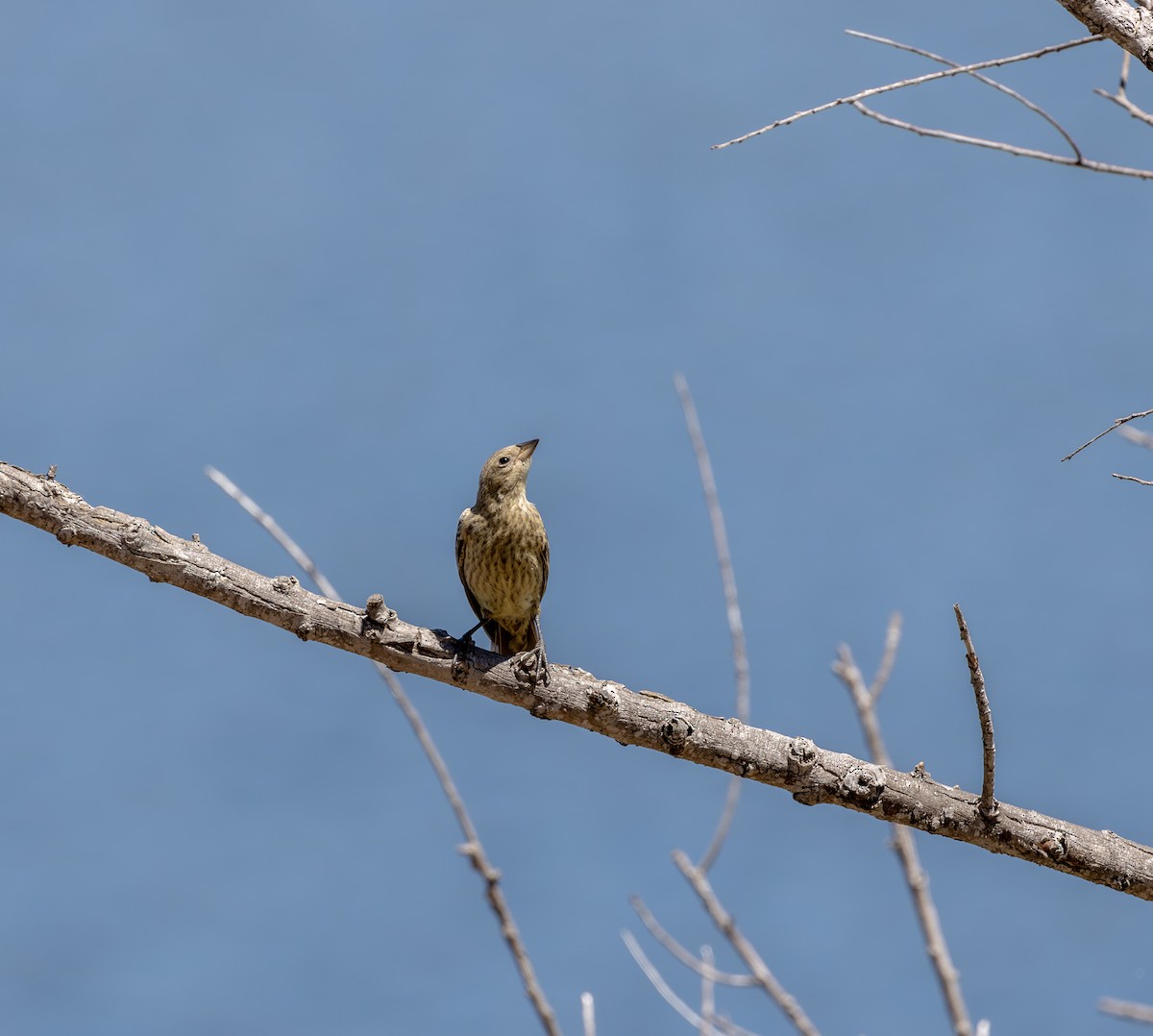 Tordo Cabecipardo - ML645622240