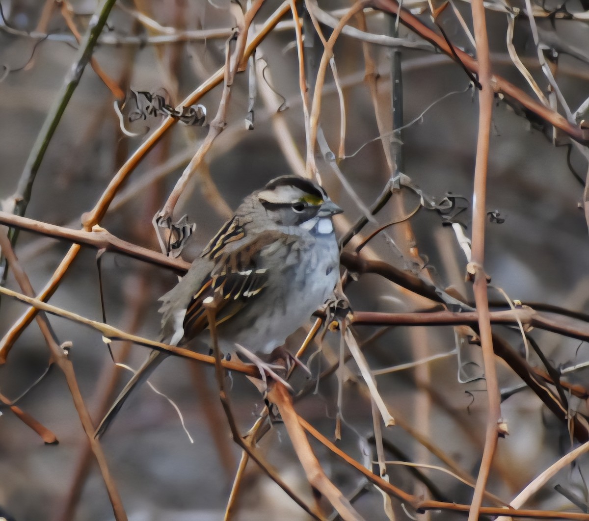 White-throated Sparrow - ML645622243
