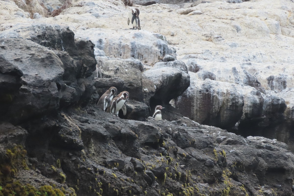 Humboldt Penguin - ML645622246