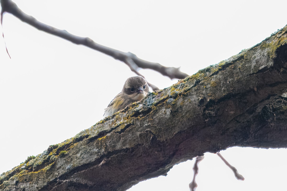 Yellow-rumped Warbler (Myrtle) - ML645622251