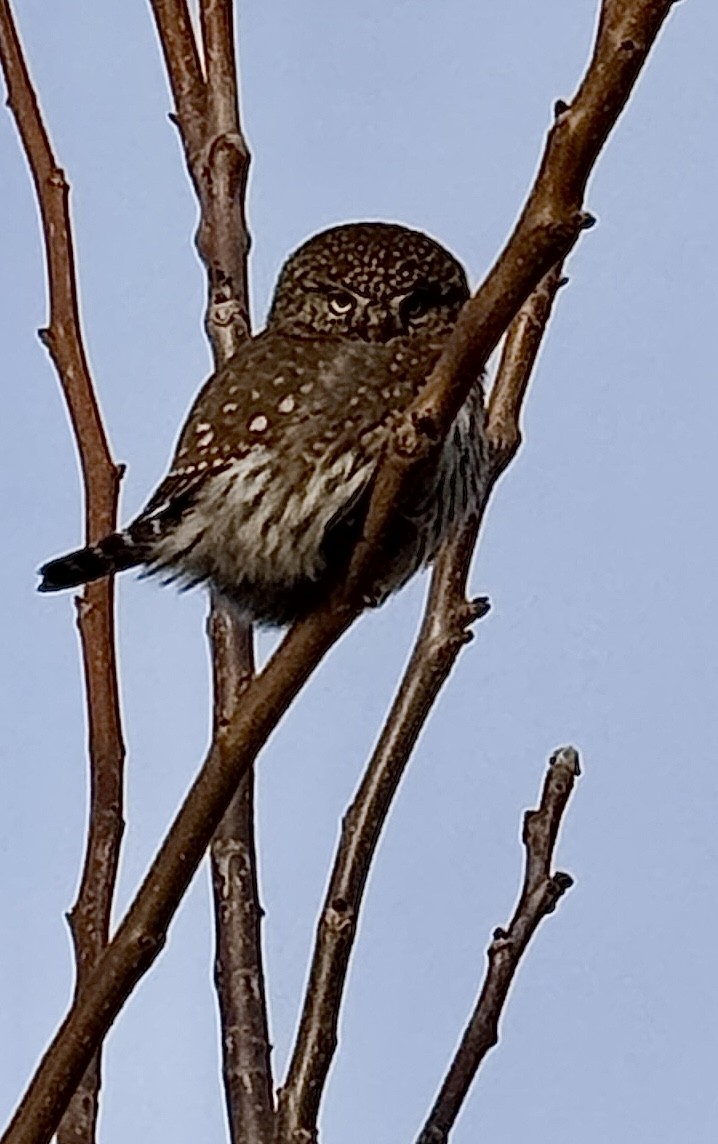 Northern Pygmy-Owl - ML645622263