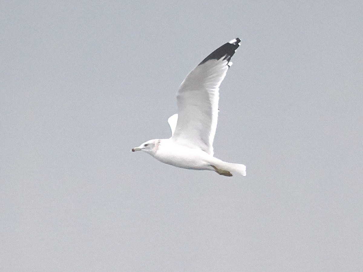 Делавэрская чайка - ML645622309