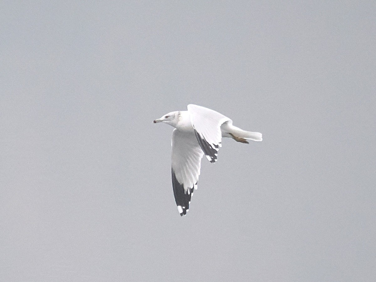 Делавэрская чайка - ML645622310