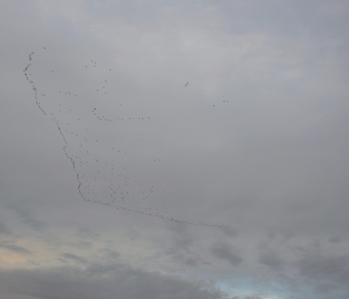 Larinae sp. - ML645622314