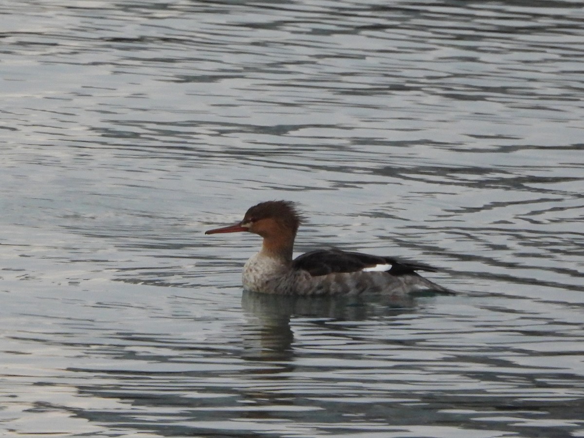 Harle huppé - ML645622321