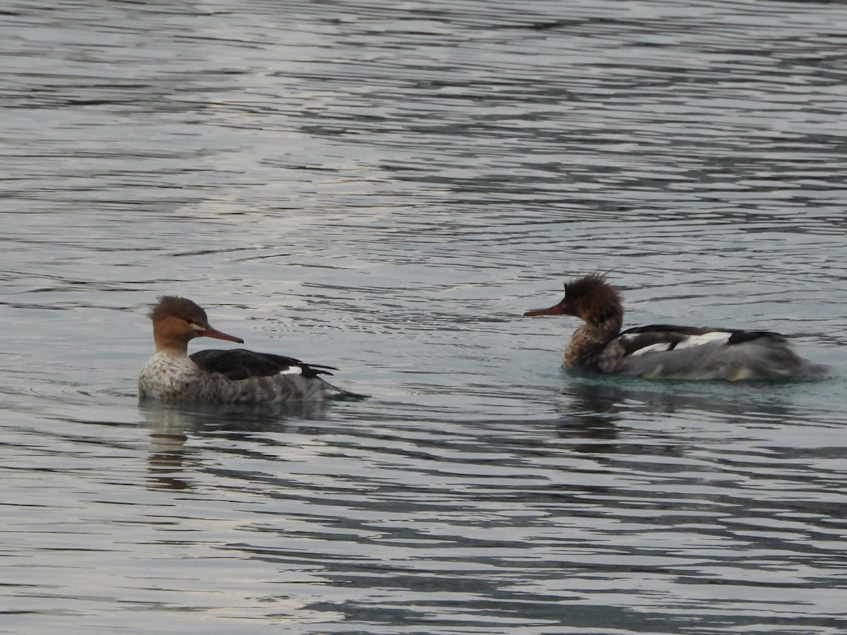 Harle huppé - ML645622322