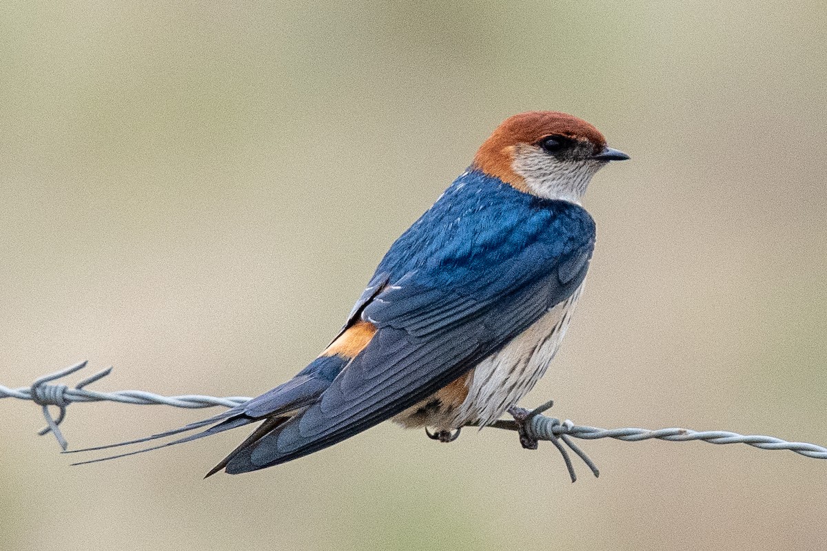 Greater Striped Swallow - ML645622323