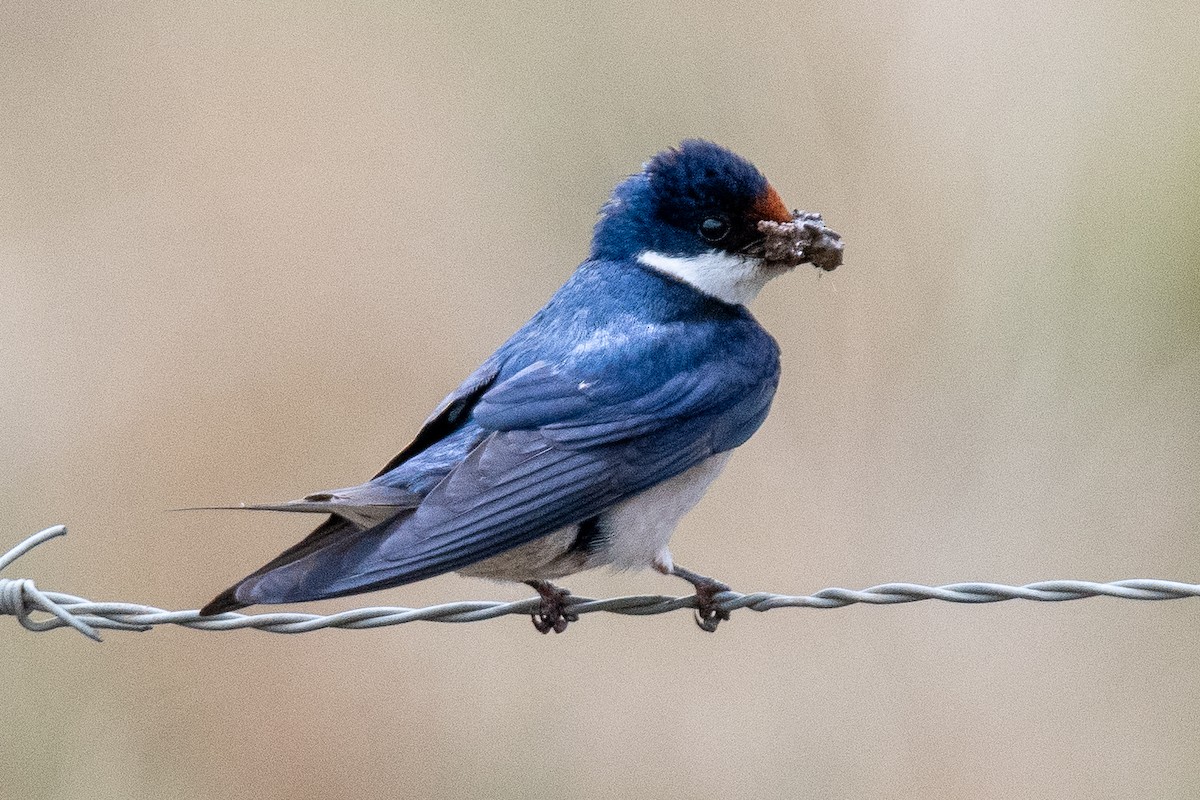 White-throated Swallow - ML645622328