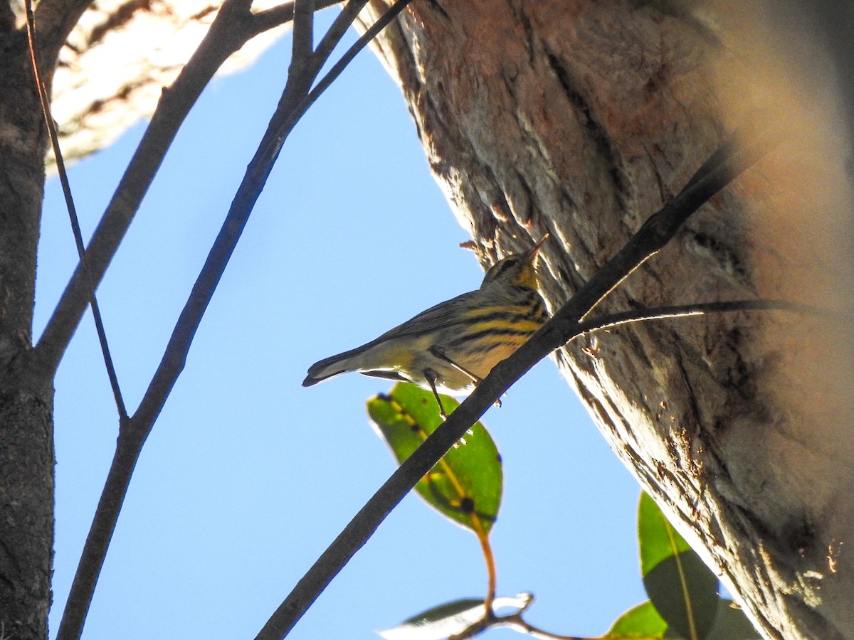 Cape May Warbler - ML645622342