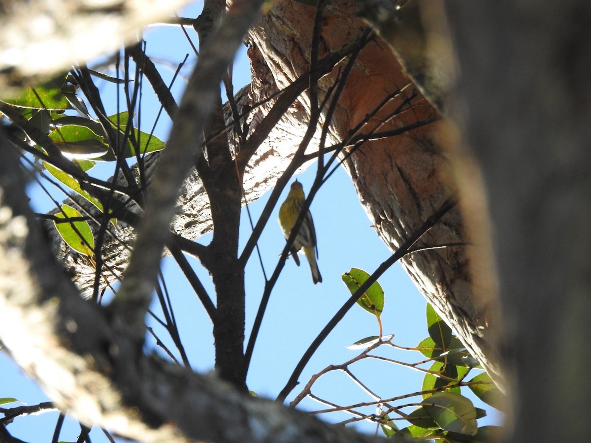 Cape May Warbler - ML645622343