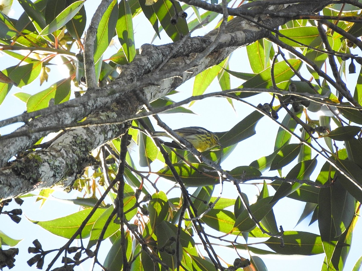Cape May Warbler - ML645622344