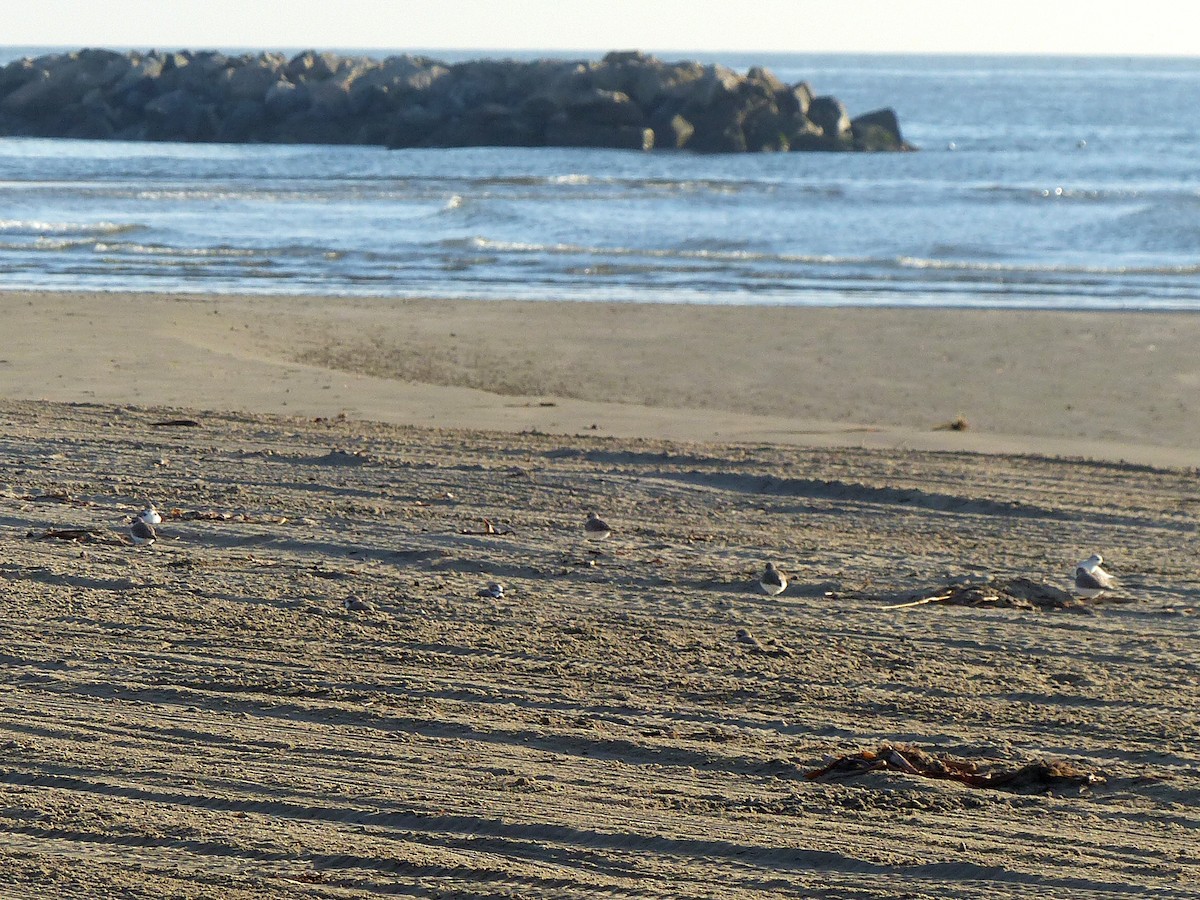 Snowy Plover - ML645622377