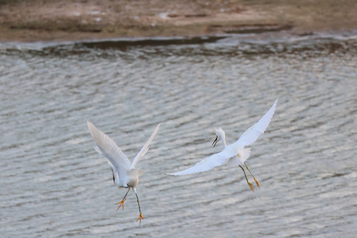 Snowy Egret - ML645622379