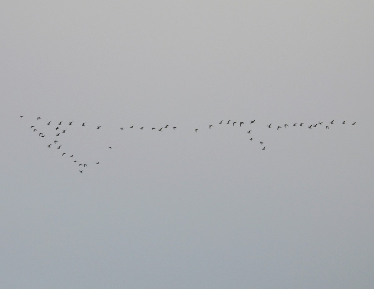 gull sp. - ML645622384