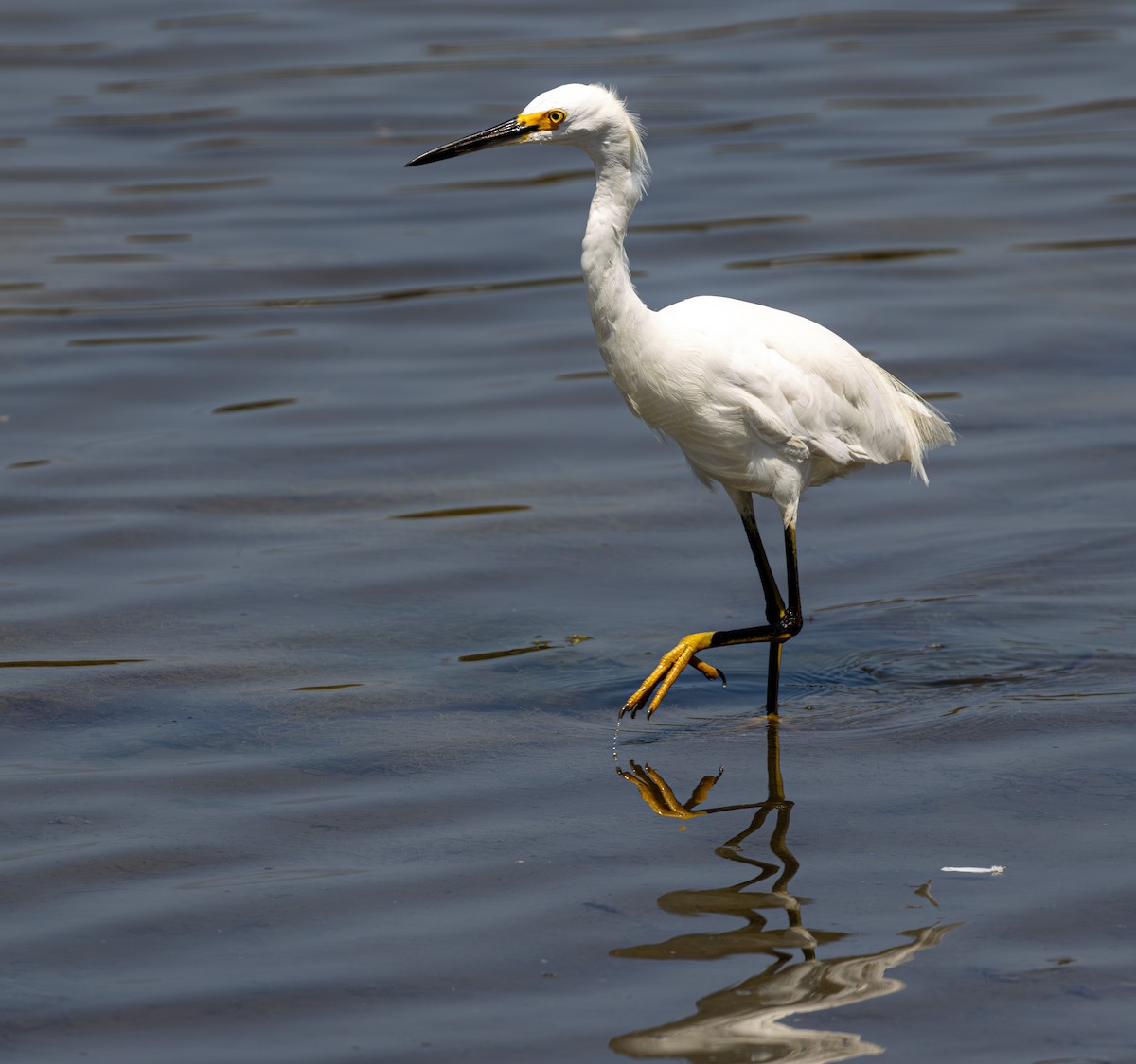 Snowy Egret - ML645622387