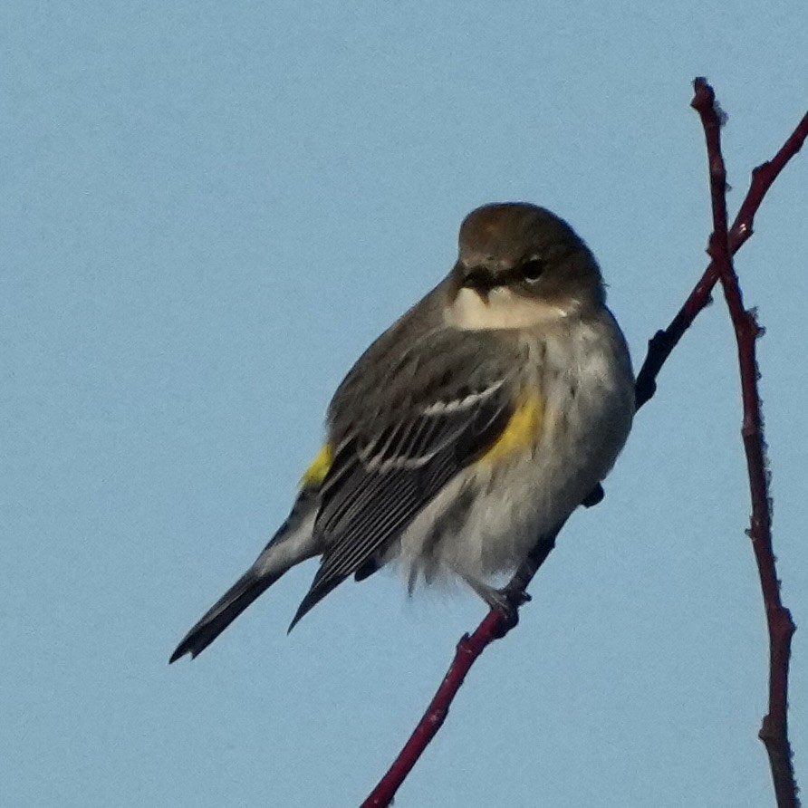 Yellow-rumped Warbler - ML645622388
