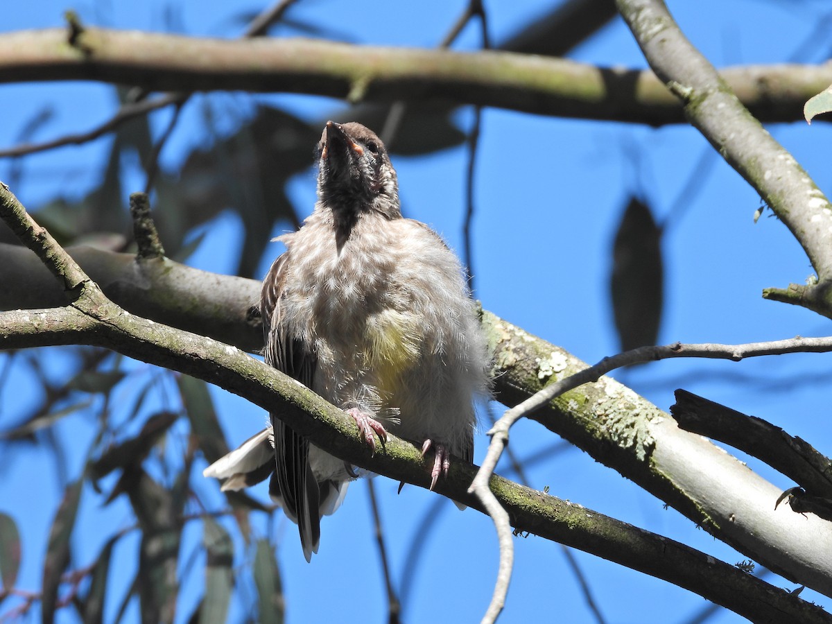 Red Wattlebird - ML645622390