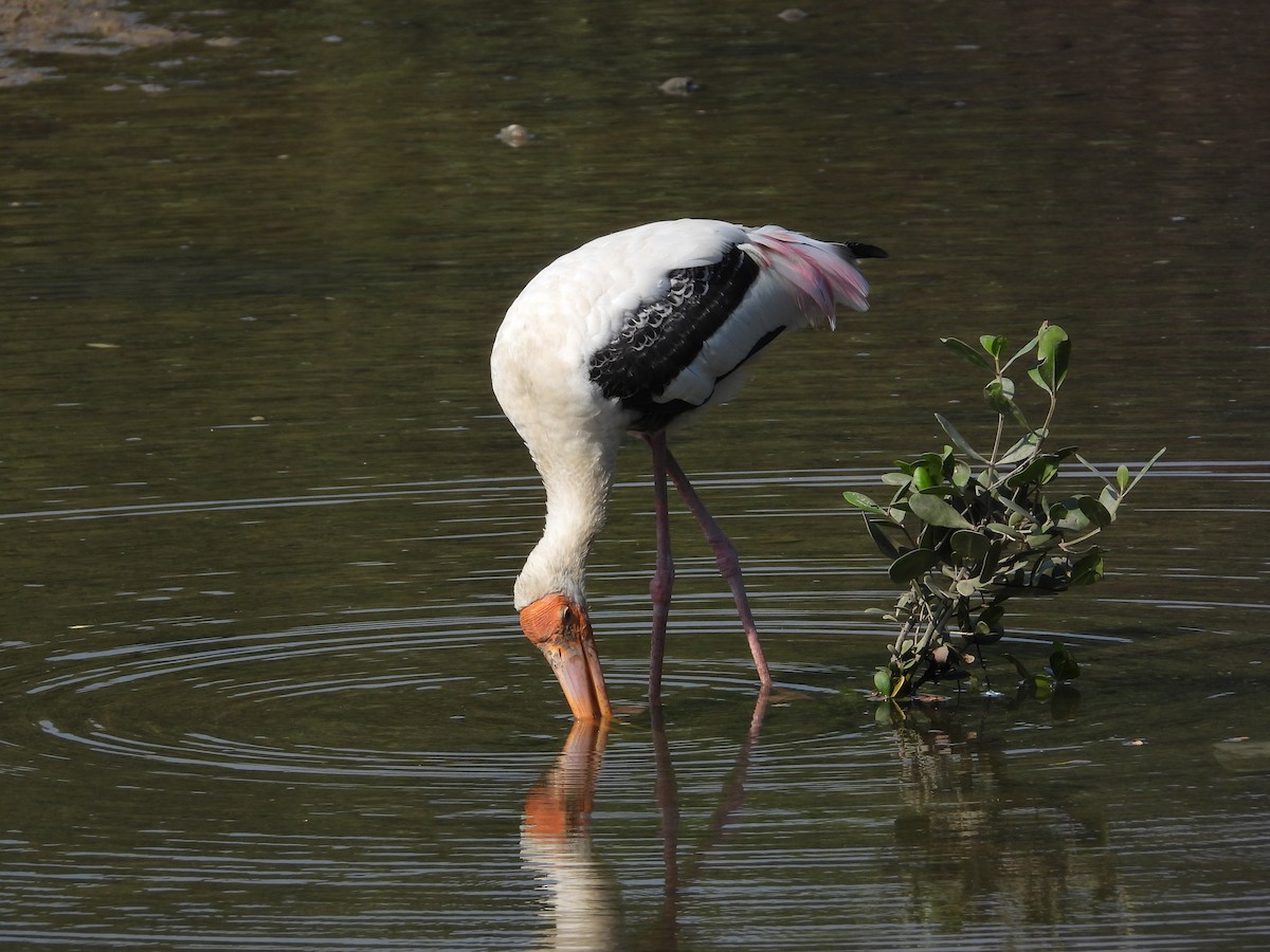 Painted Stork - ML645622391