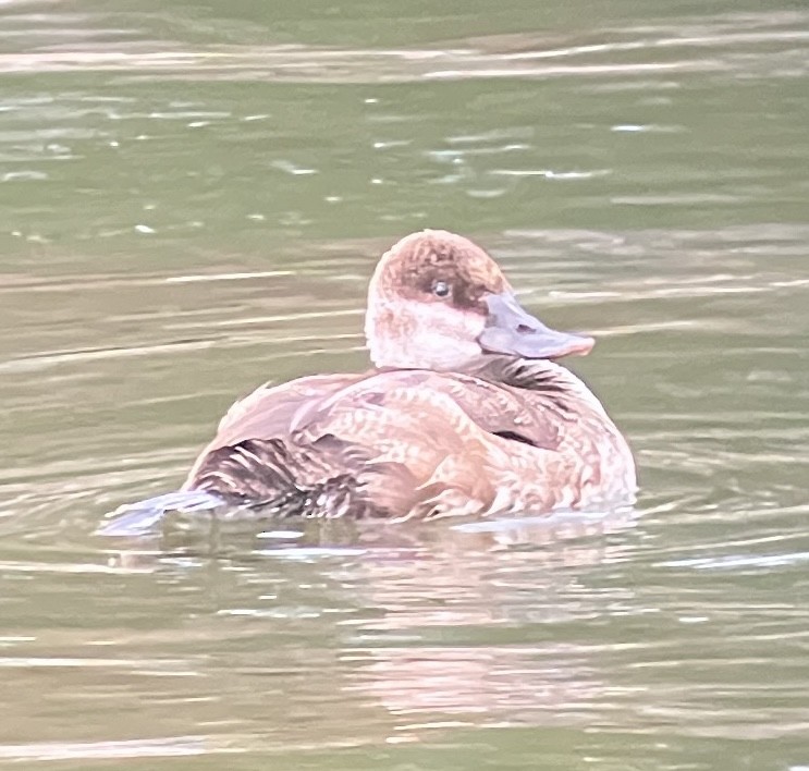 kachnice kaštanová - ML645622392