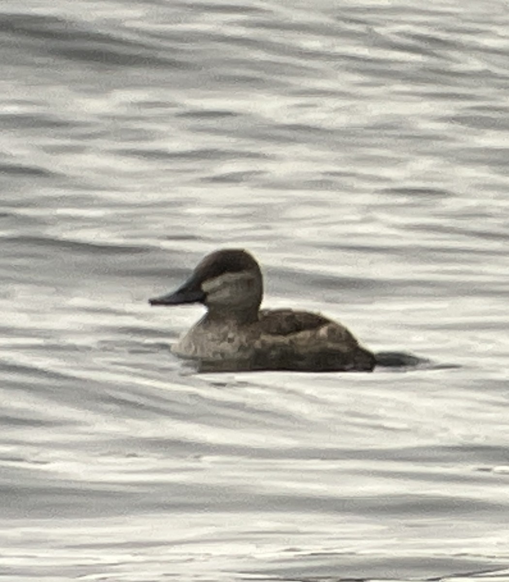 kachnice kaštanová - ML645622393