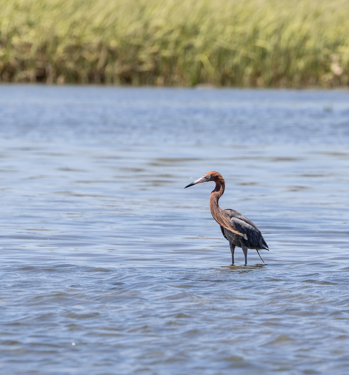 Reddish Egret - ML645622394