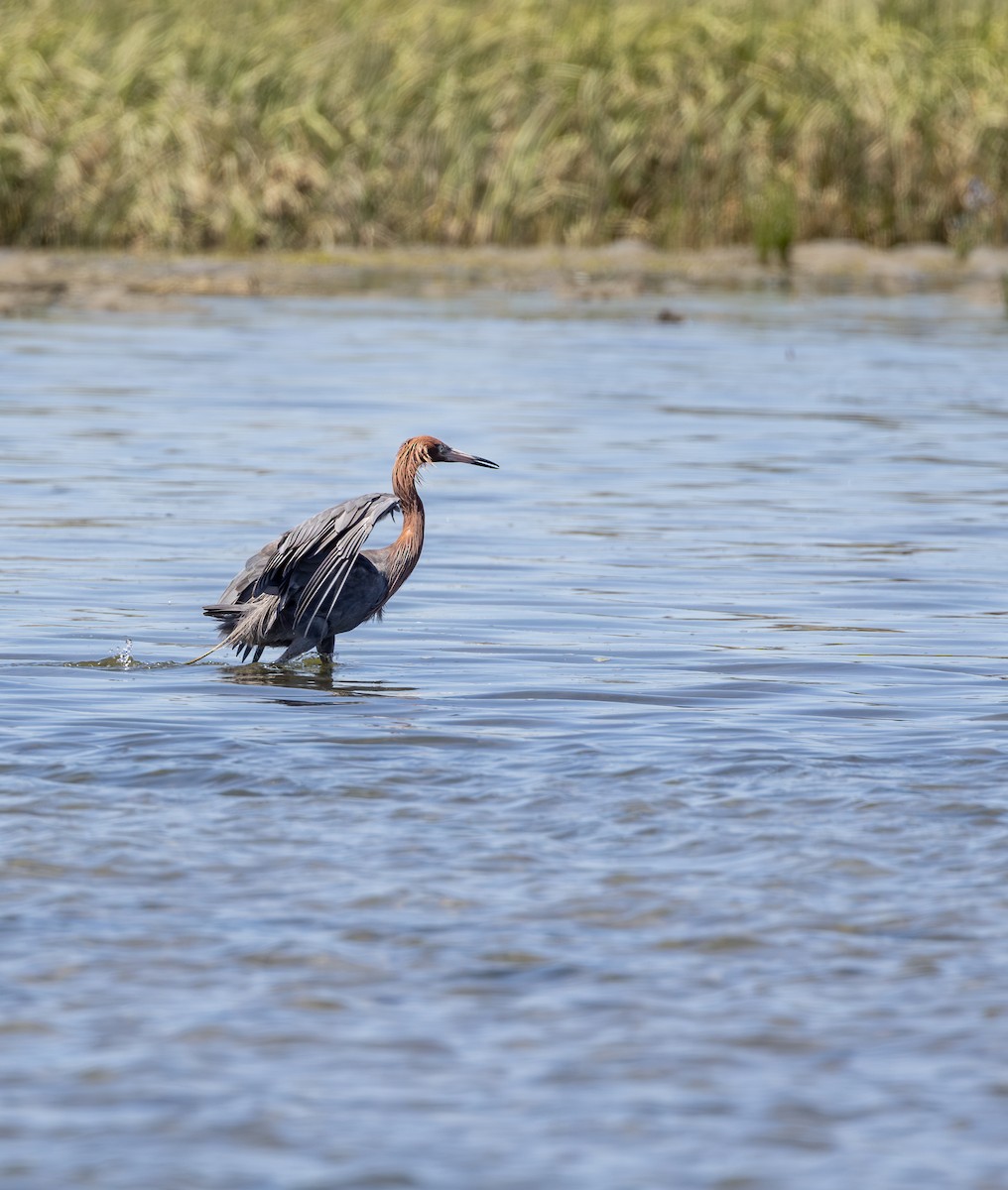 Reddish Egret - ML645622395