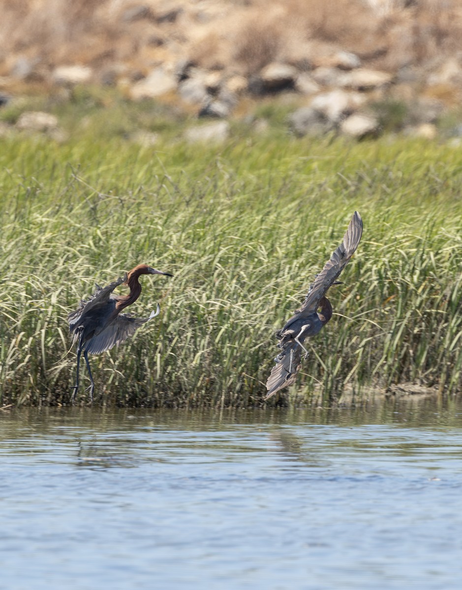 Reddish Egret - ML645622396