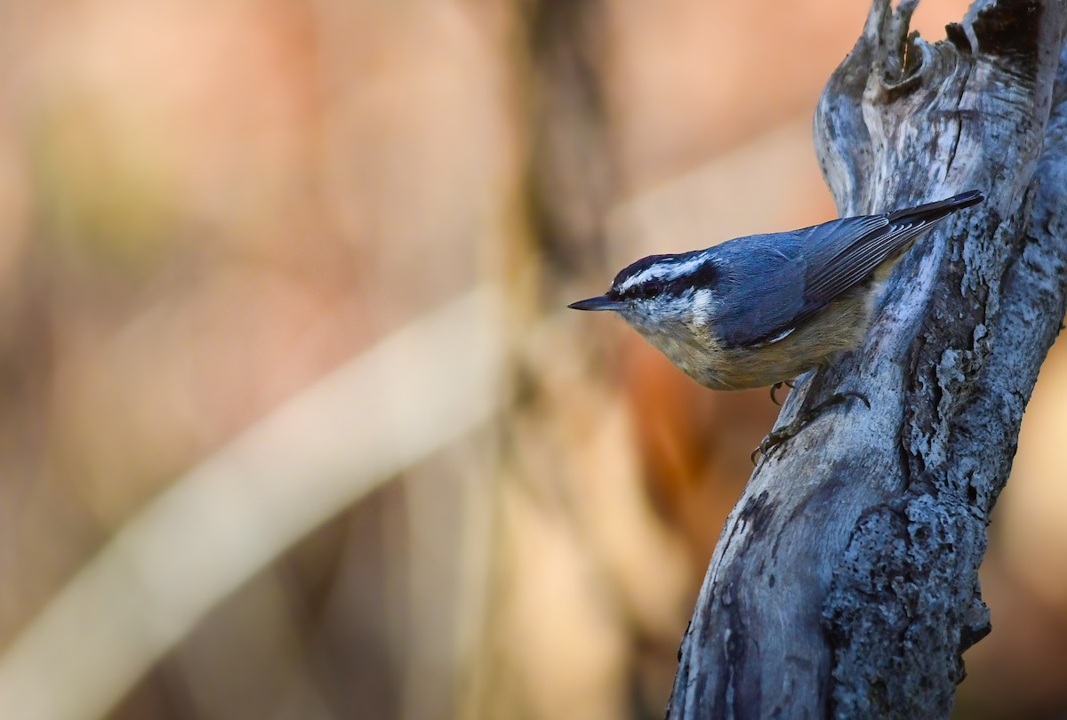 Red-breasted Nuthatch - ML645622398