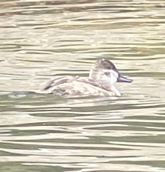 kachnice kaštanová - ML645622399