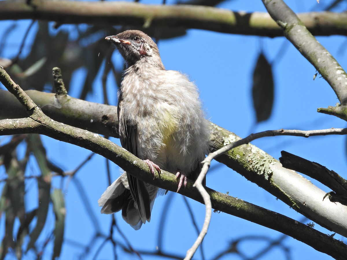 Red Wattlebird - ML645622402