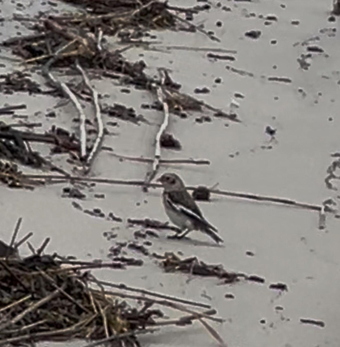 Snow Bunting - ML645622409