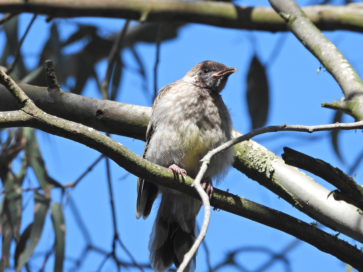Red Wattlebird - ML645622410