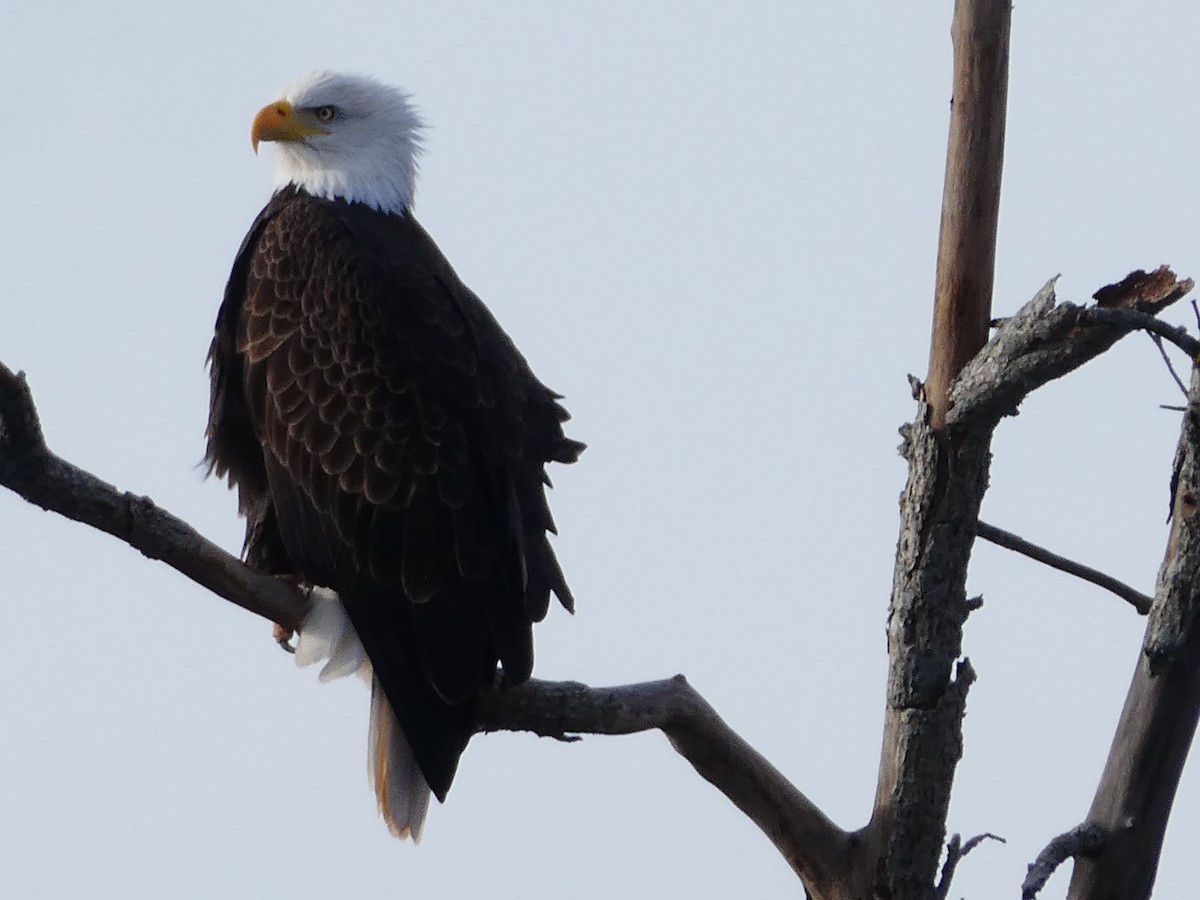 Bald Eagle - ML645622411