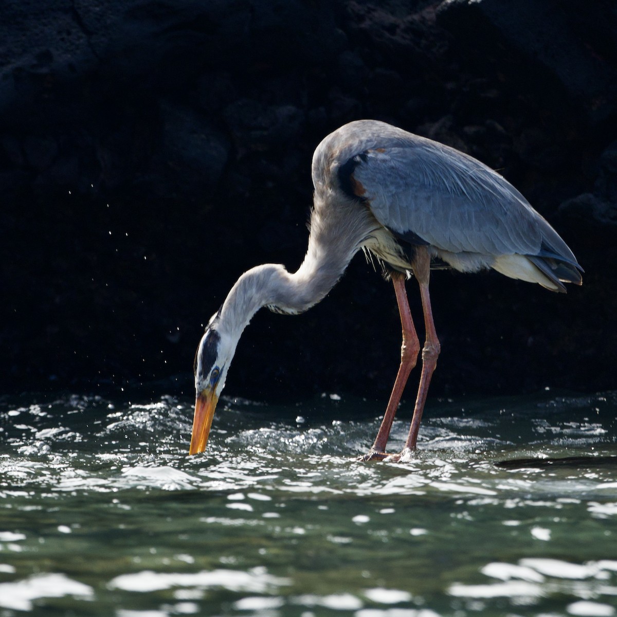 Great Blue Heron - ML645622412