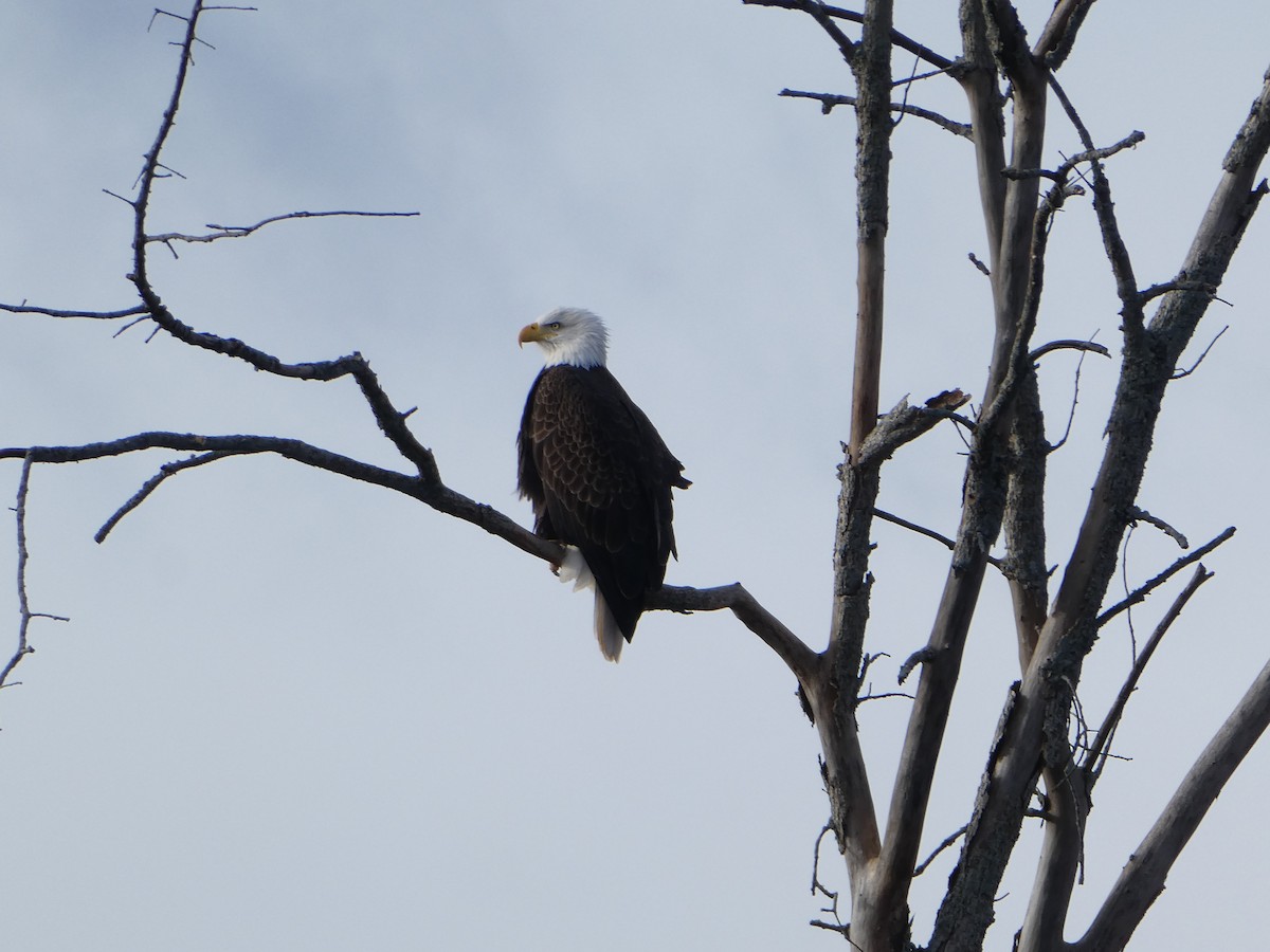 Bald Eagle - ML645622413