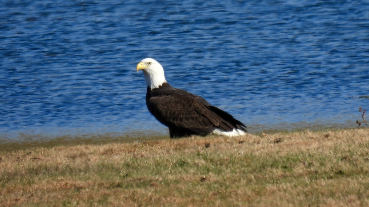Bald Eagle - ML645622416