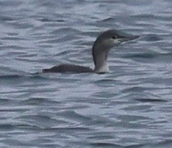 Red-throated Loon - ML645622417
