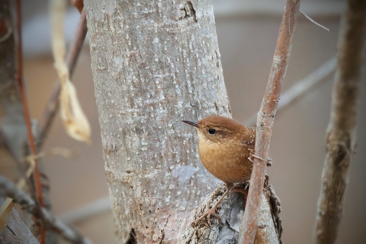 Winter Wren - ML645622418