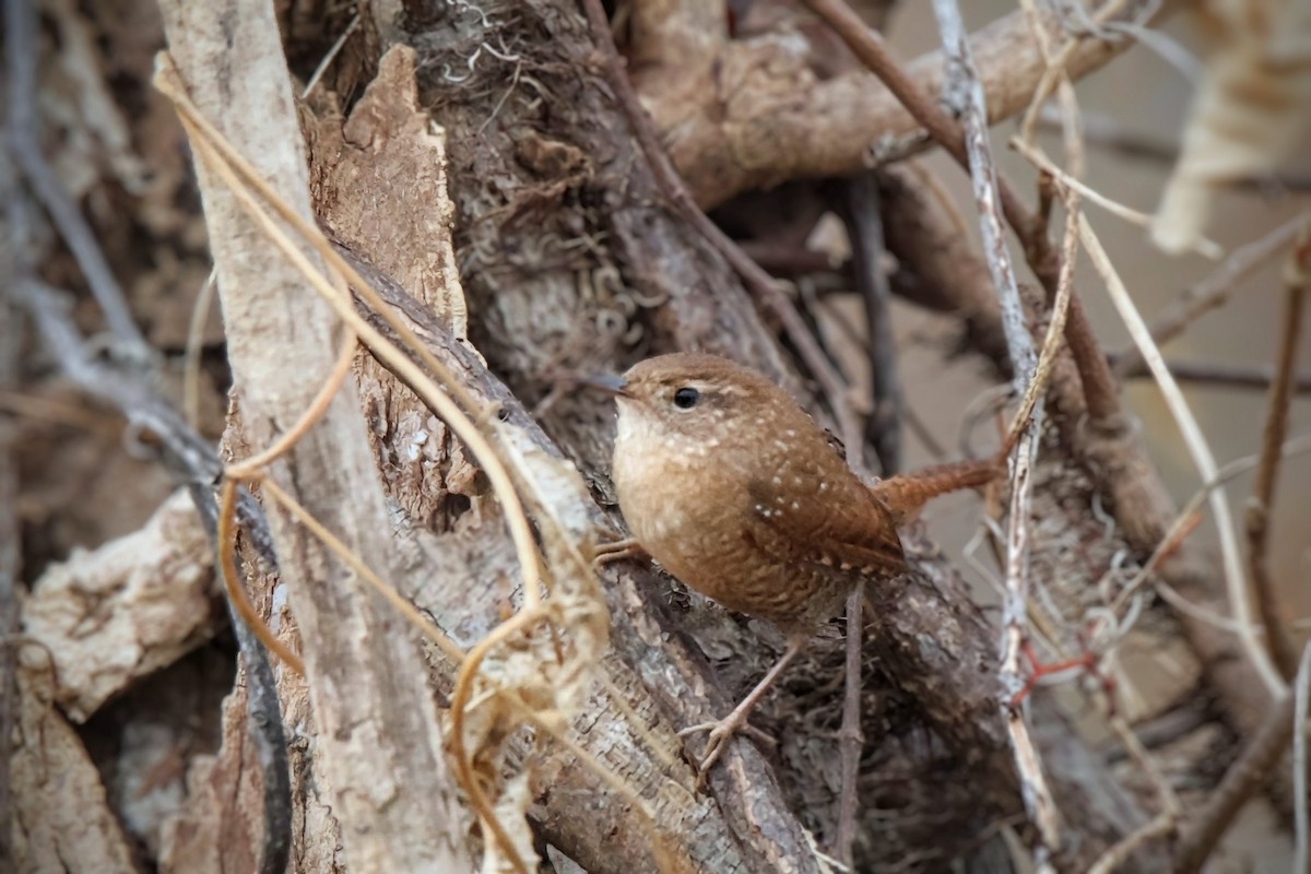 Winter Wren - ML645622419